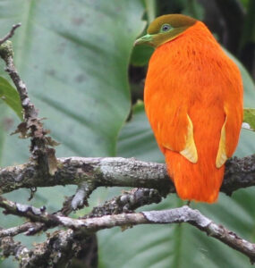 Fijian birdlife