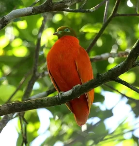 Birdwatching in Fiji