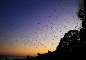 Pacific Flying Foxes