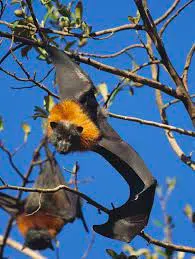 Pacific Flying Foxes